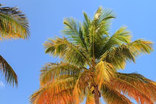 Palms trees pictured on the Caribbean island of Antigua.