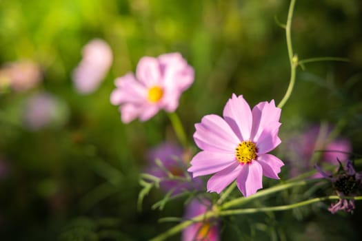  Beautiful Cosmos flowers in garden. Nature background.