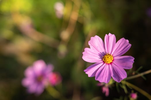  Beautiful Cosmos flowers in garden. Nature background.