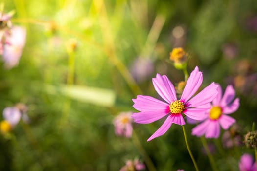  Beautiful Cosmos flowers in garden. Nature background.