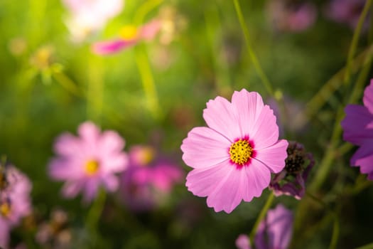  Beautiful Cosmos flowers in garden. Nature background.
