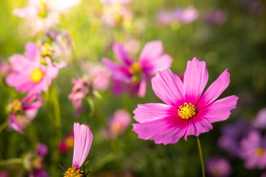  Beautiful Cosmos flowers in garden. Nature background.