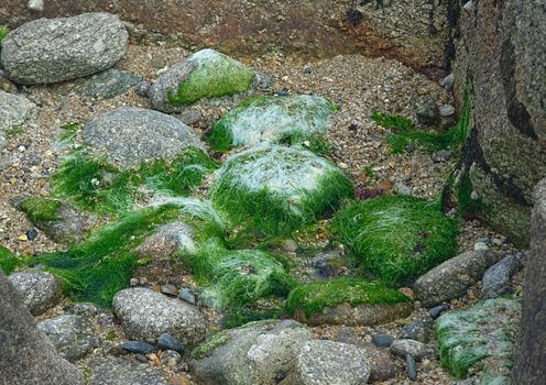 Green algae on rocky surface near ocean shore