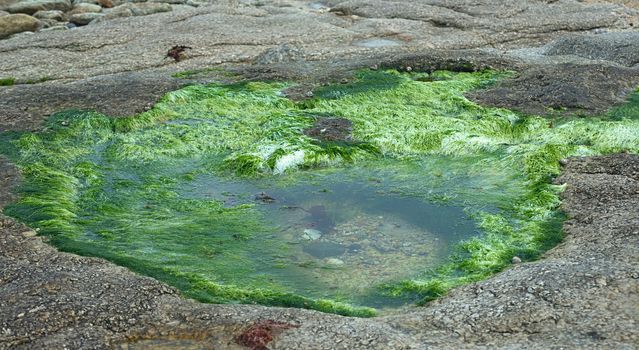Green algae on rocky surface near ocean shore