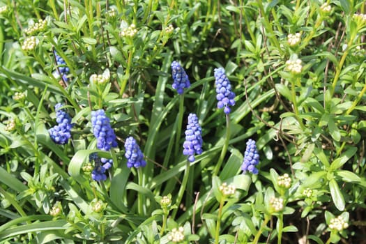 The picture shows a grape hyacinth in the garden