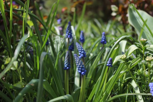 The picture shows a grape hyacinth in the garden