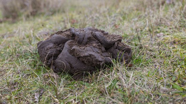 A close up shot of fresh galloway cow manure