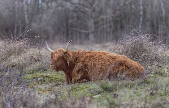 closeup galloway with big horns in the dutch nature