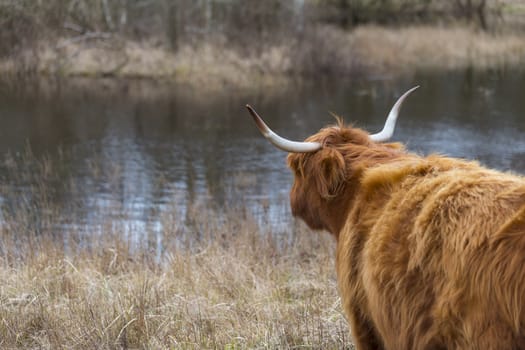 galloway highland cow with big horns in the dutch nature looking at the water pond in the dunes of holland