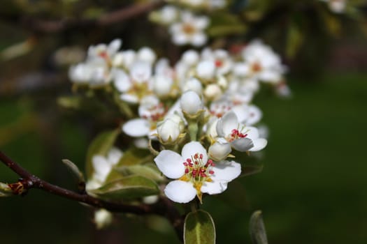 The picture shows blossoms of a pear tree