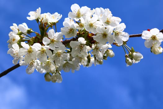 The picture shows cherry blossoms in the spring