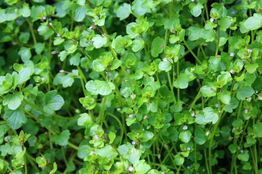 The picture shows a field of speedwell in the garden