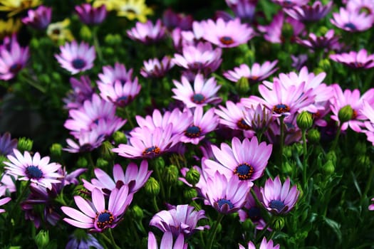 The picture shows cape rain daisy