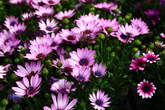 The picture shows cape rain daisy