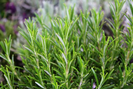 The picture shows rosemary in the garden