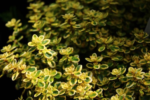 The picture shows thyme in the garden