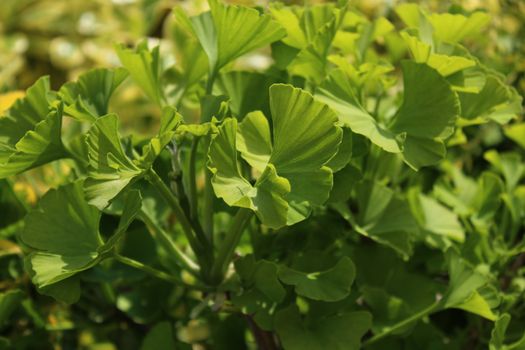 The picture shows green healthy ginko in the garden