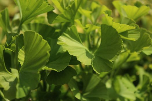 The picture shows green healthy ginko in the garden