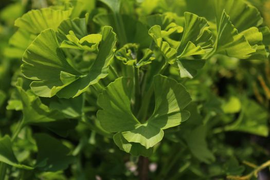 The picture shows green healthy ginko in the garden