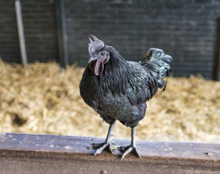 Black rooster, the emblem of Chianti Classico wines, statue in Castellina in Chianti, Tuscany, Italy