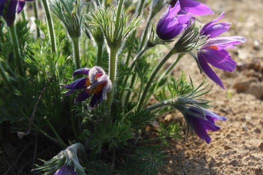 The picture shows a pasqueflowers in the garden