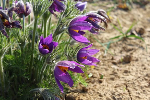 The picture shows pasqueflowers in the garden