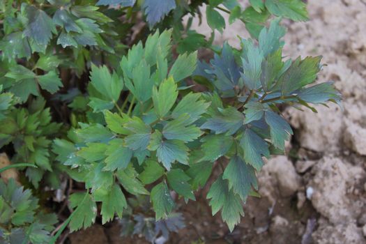 The picture shows lovage in the garden