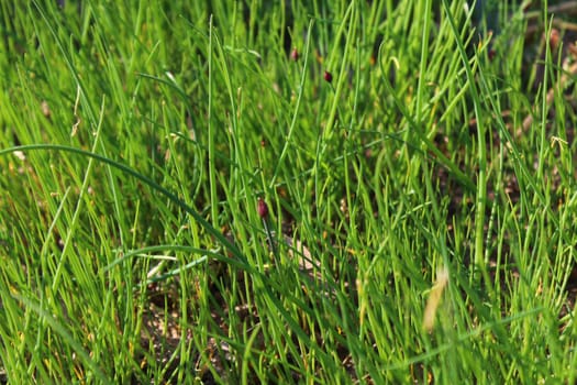 The picture shows chive in the garden