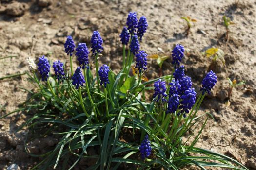 The picture shows a grape hyacinth in the garden