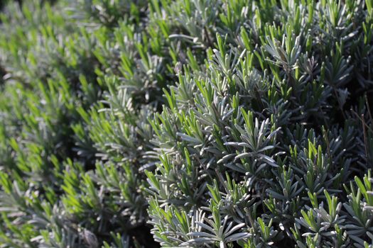 The picture shows aromatic rosemary in the garden