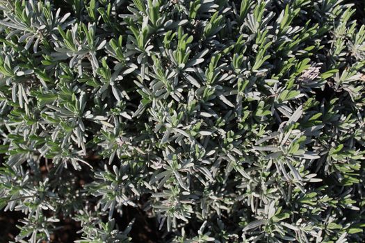 The picture shows aromatic rosemary in the garden