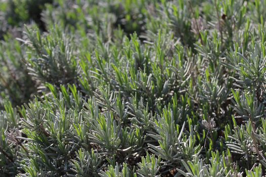 The picture shows aromatic rosemary in the garden