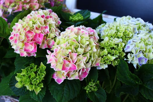 The picture shows colourful hydrangea in the garden
