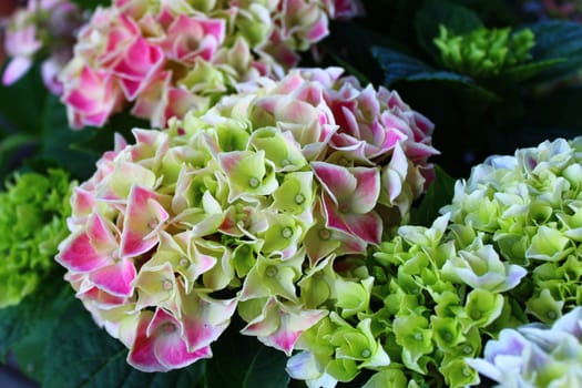 The picture shows colourful hydrangea in the garden