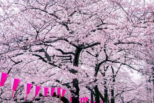 Cherry blossom rows along the Meguro river in Tokyo, Japan