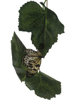 White butterfly with black stripes on white background. Moths on the branch with green leaves.