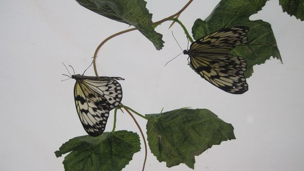 White butterfly with black stripes on white background. Moths on the branch with green leaves.
