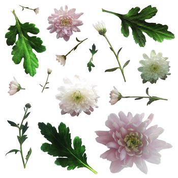 Set of pink and white chrysanthemums with green leaves and twigs.