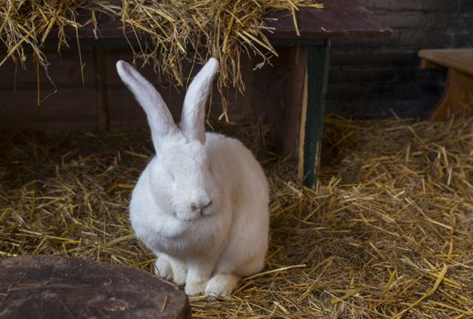 big white rabbit animal on straw in a petting zoo