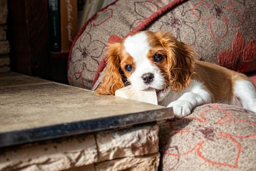 A small puppy, of the Cavalier King Charles Spaniel breed, with Blenheim coloring, lies in a dog bed and chews on a clean soup stock bone at the edge of a fireplace mantle.