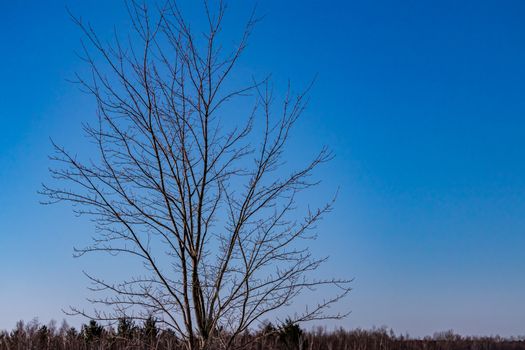 A bare deciduous tree in the winter is stands tall with a gradient blue sky background. Behind it, the treeline of a forest is seen at the bottom of the frame, where the sky fades into a purple hue.