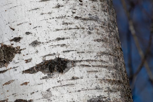 A close-up view of the trunk of a birch tree shows the detail of its white bark. The edge of the tree is seen from a low angle, with bare branches and blue sky visible behind it.