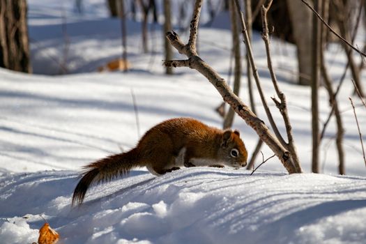 An American red squirrel in a Canadian forest is inspecting the snowy ground, looking for seeds along a nature trail that have been left behind by hikers.