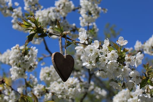 The picture shows a wooden heart in the blossoming cherry tree