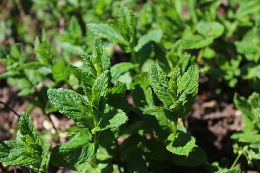 The picture shows a field of peppermint in the garden