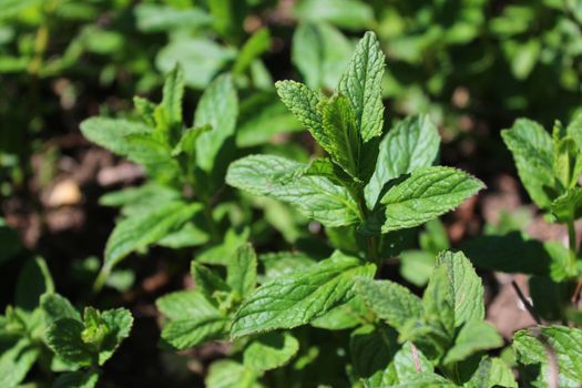 The picture shows a field of peppermint in the garden