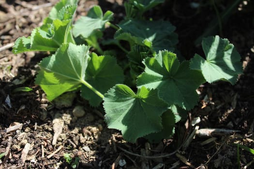 The picture shows lady`s mantle in the garden