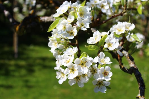 The picture shows blossoms of a pear tree