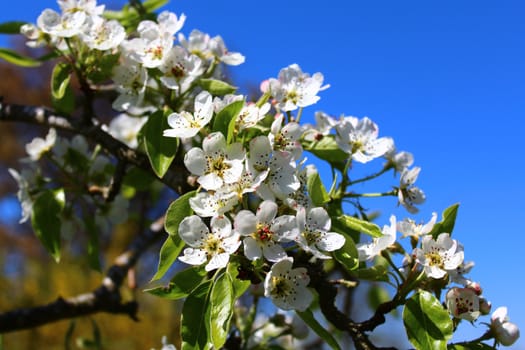 The picture shows blossoms of a pear tree