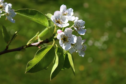 The picture shows blossoms of a pear tree